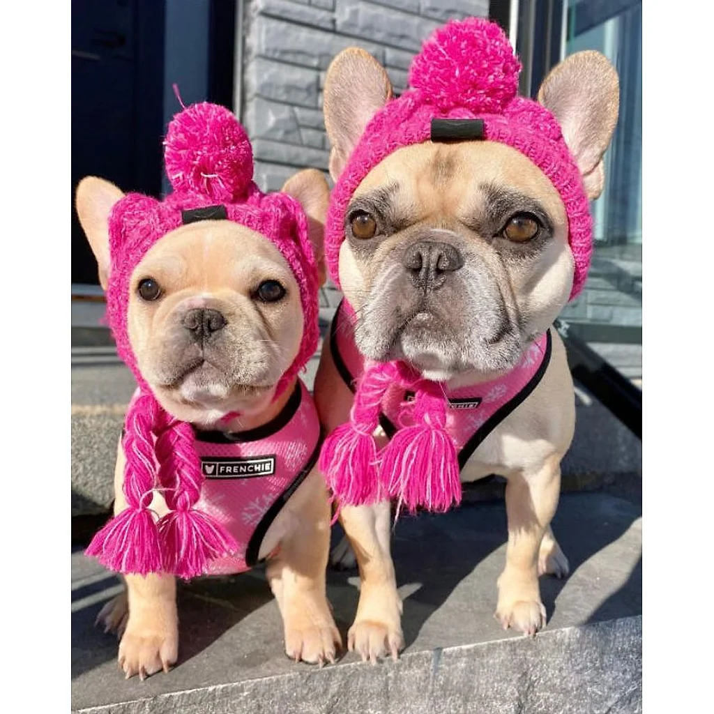 Gorro Pet | Para Cachorro e Gato — imagem 16