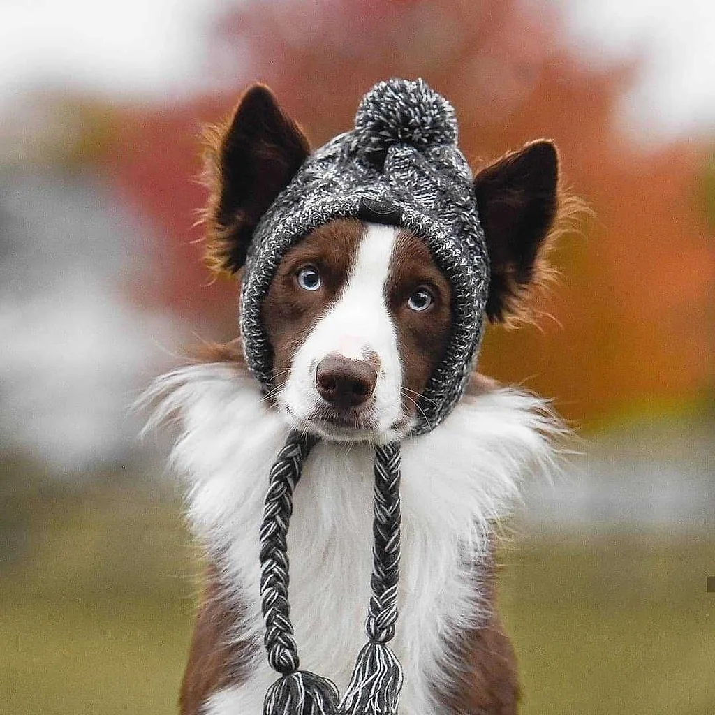 Gorro Pet | Para Cachorro e Gato — imagem 8