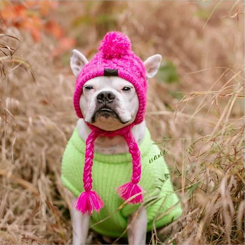 Gorro Pet | Para Cachorro e Gato — imagem 12