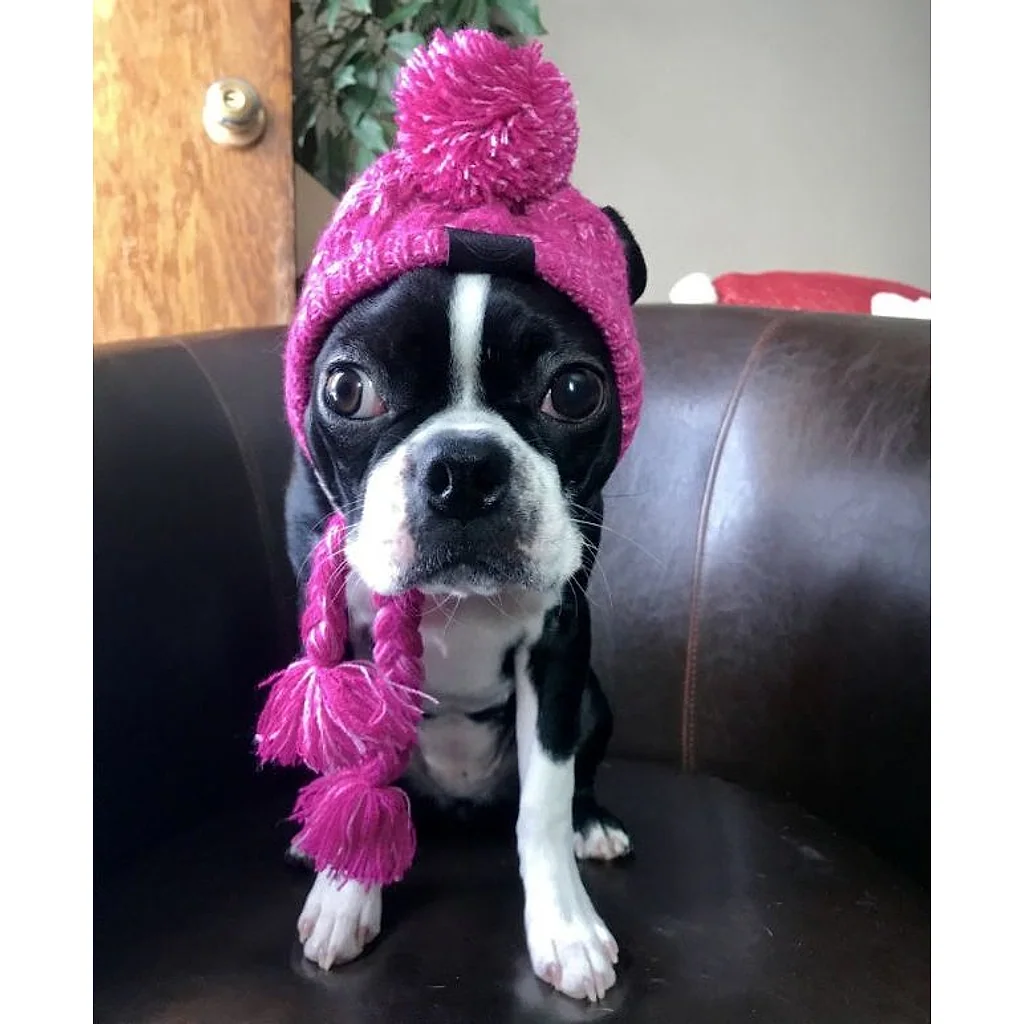 Gorro Pet | Para Cachorro e Gato — imagem 9