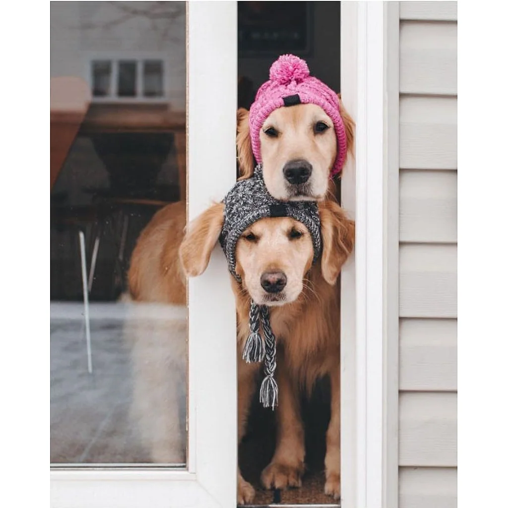 Gorro Pet | Para Cachorro e Gato — imagem 2