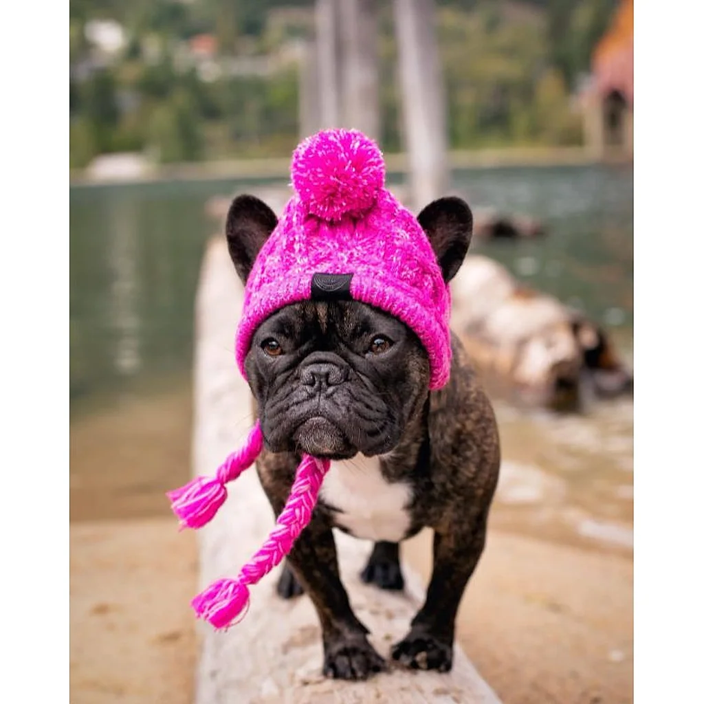 Gorro Pet | Para Cachorro e Gato — imagem 14