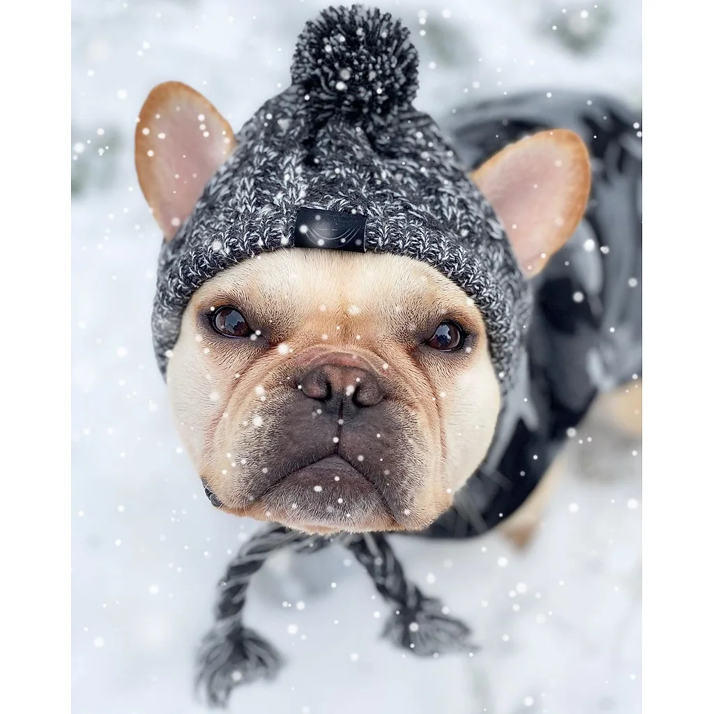 Gorro Pet | Para Cachorro e Gato — imagem 6