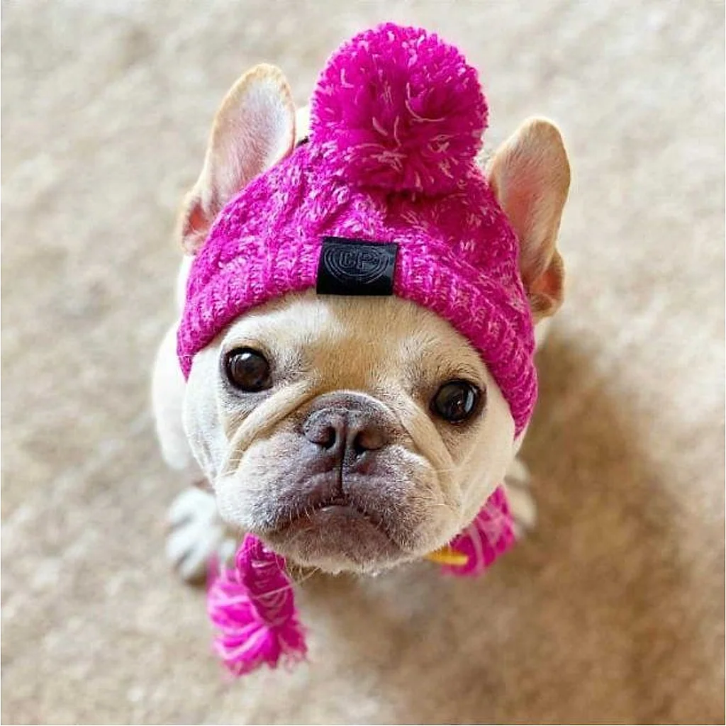 Gorro Pet | Para Cachorro e Gato — imagem 3