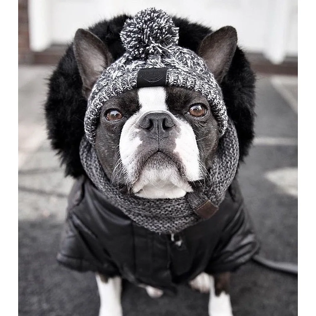 Gorro Pet | Para Cachorro e Gato — imagem 7