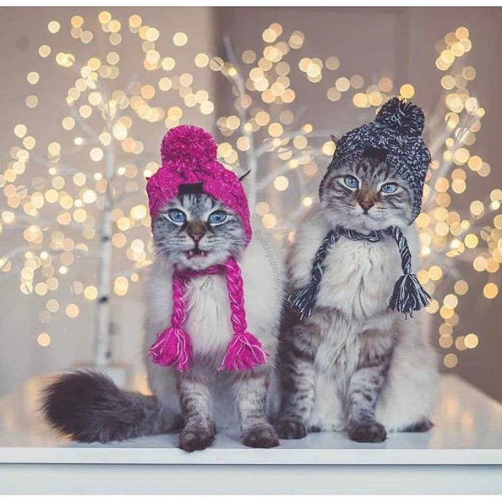 Gorro Pet | Para Cachorro e Gato — imagem 13