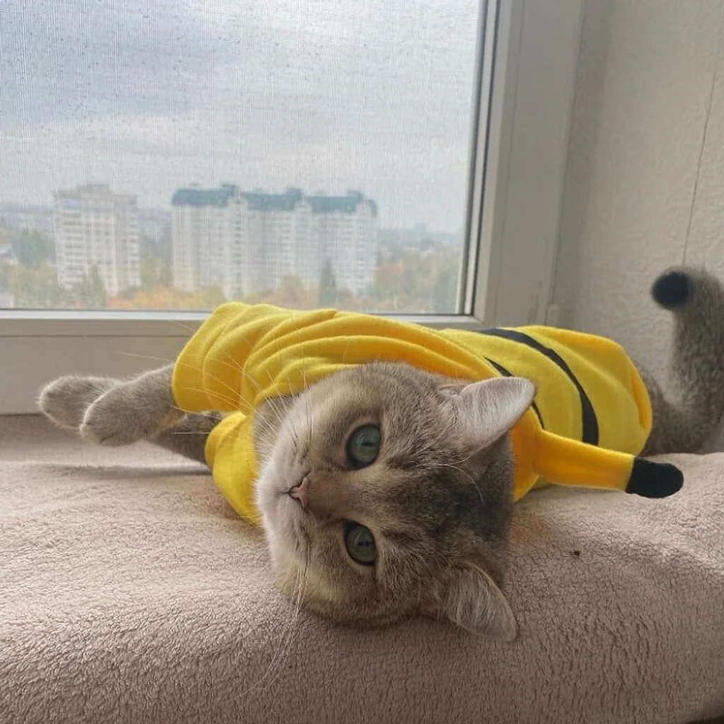 Fantasia Pet Pikachu | Para Cachorro e Gato — imagem 3