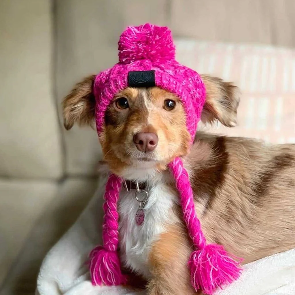 Gorro Pet | Para Cachorro e Gato — imagem 17