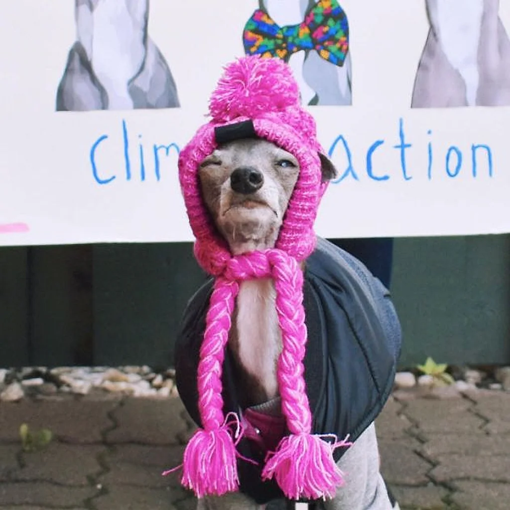 Gorro Pet | Para Cachorro e Gato — imagem 11